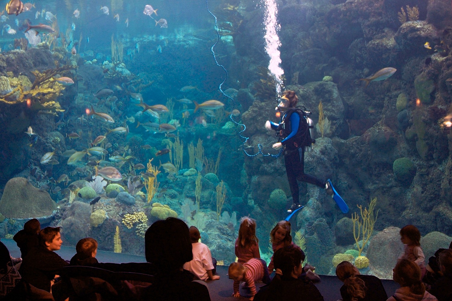 アメリカのおすすめ水族館ベスト8