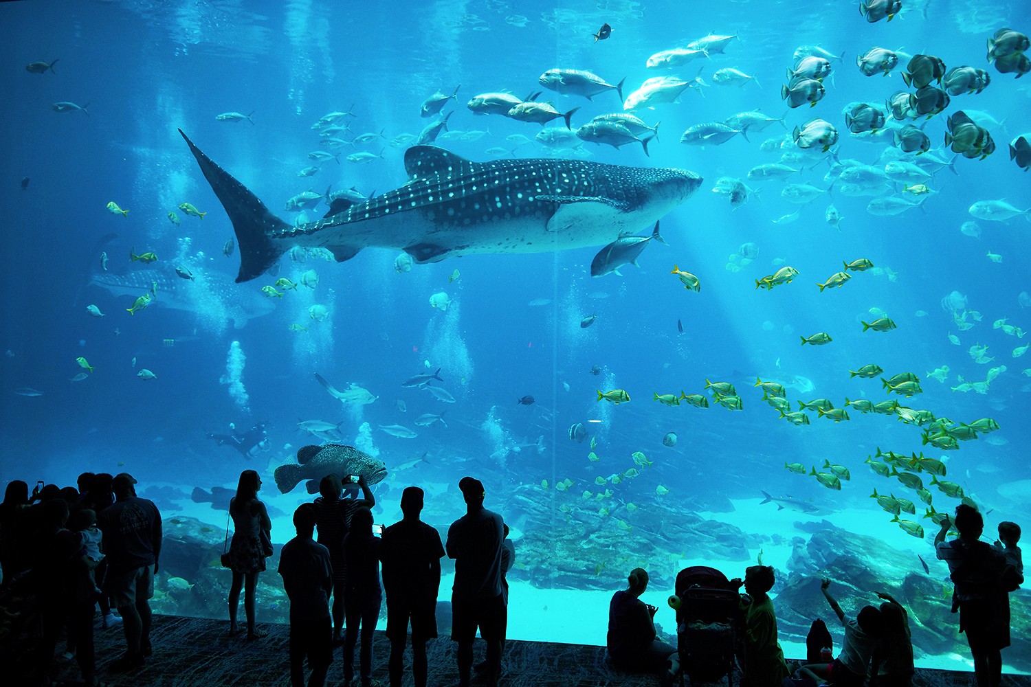 アメリカのおすすめ水族館ベスト8