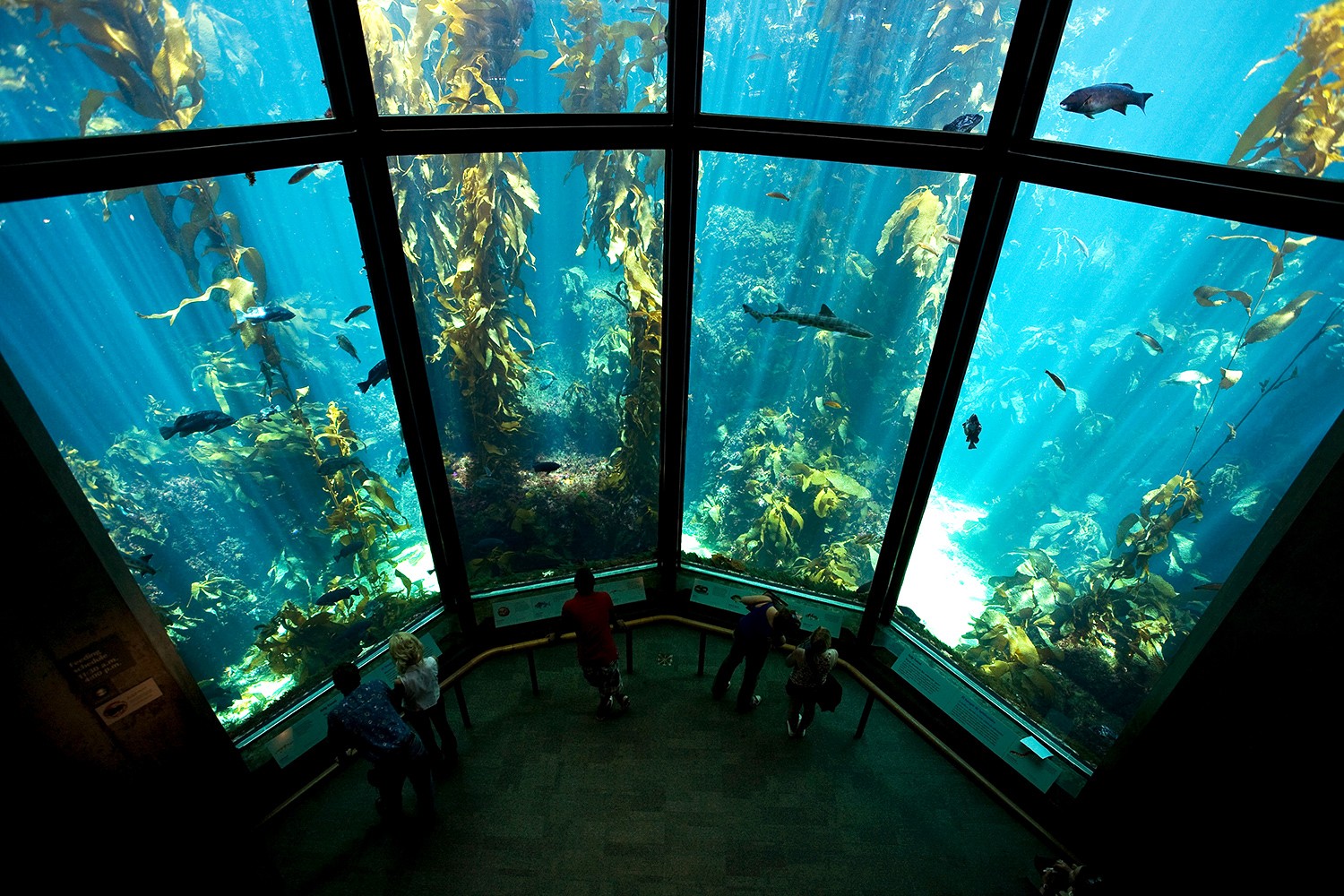アメリカのおすすめ水族館ベスト8