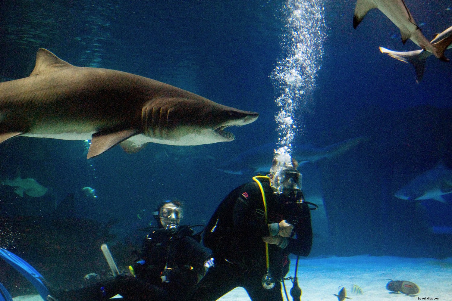 アメリカのおすすめ水族館ベスト8