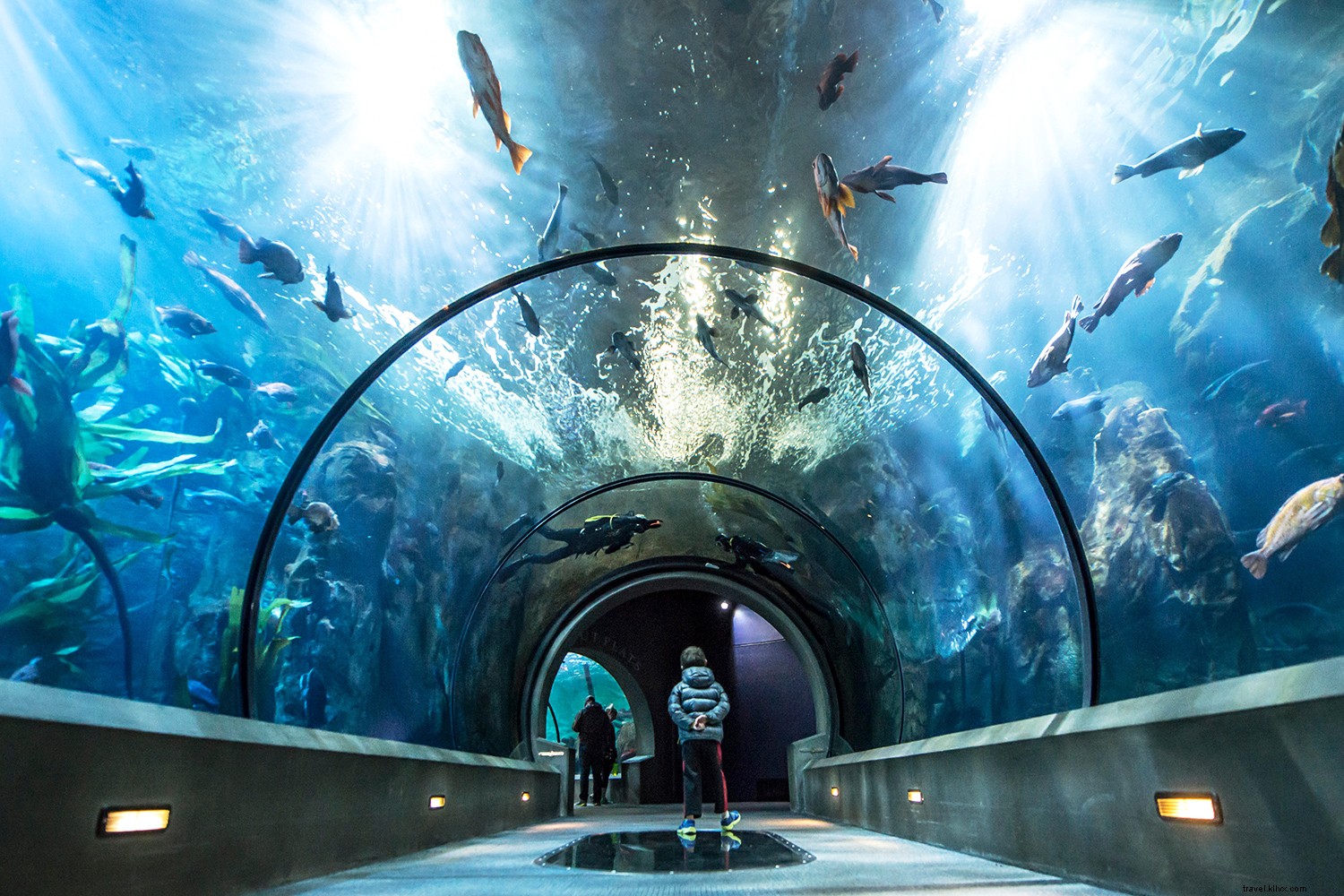 アメリカのおすすめ水族館ベスト8
