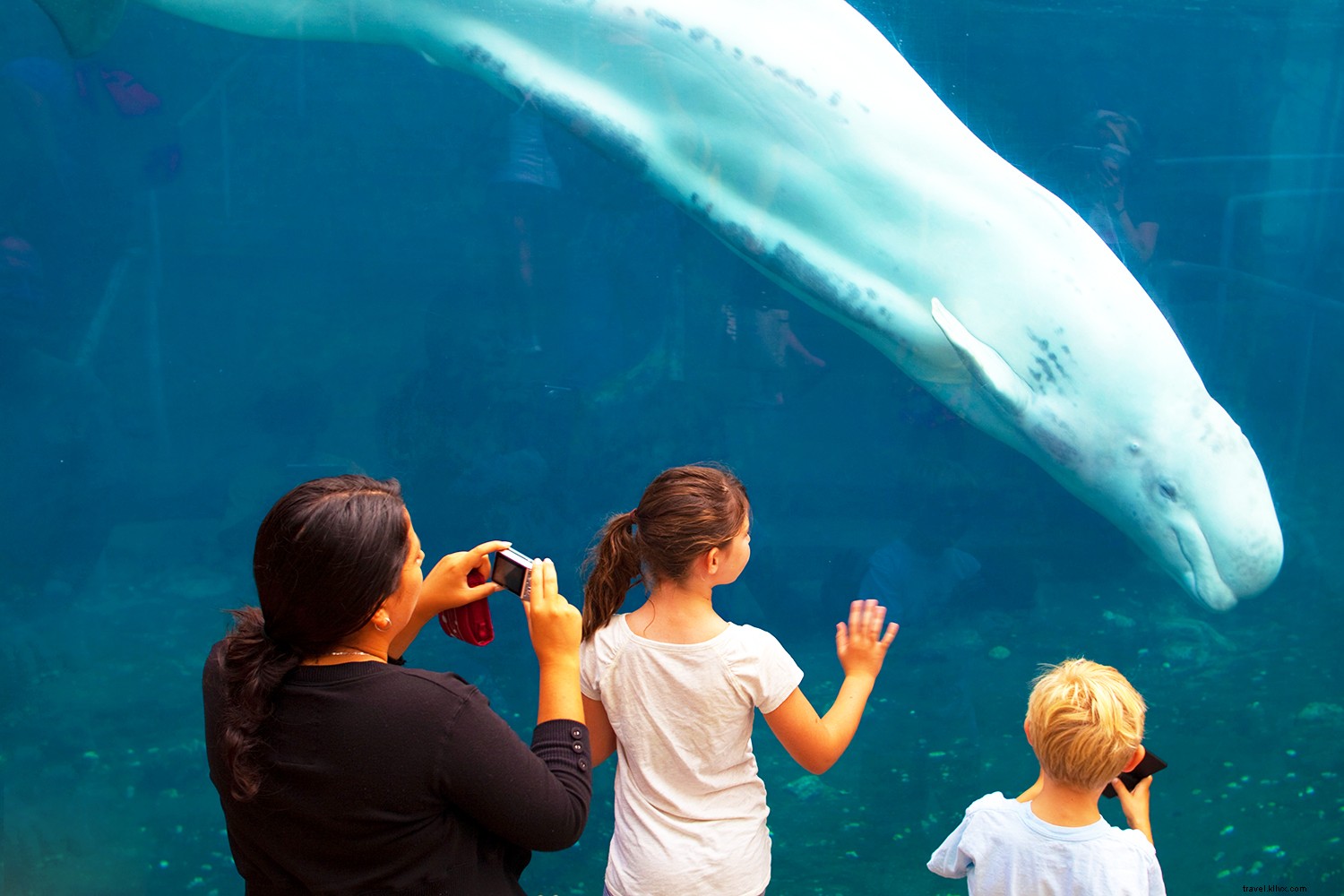 アメリカのおすすめ水族館ベスト8