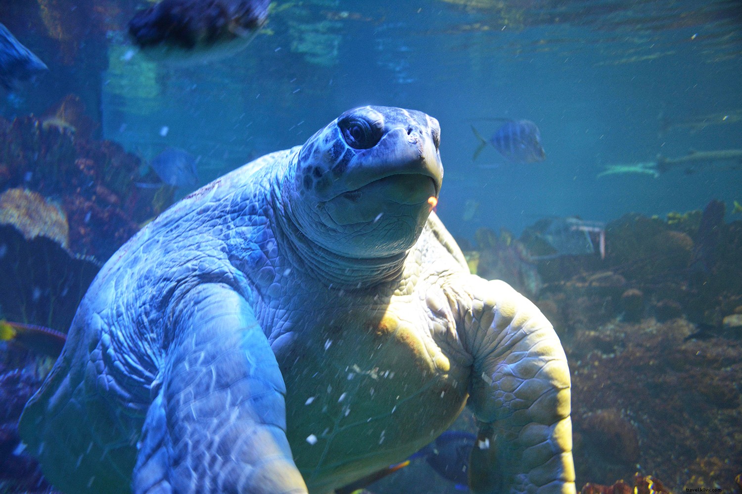 アメリカのおすすめ水族館ベスト8