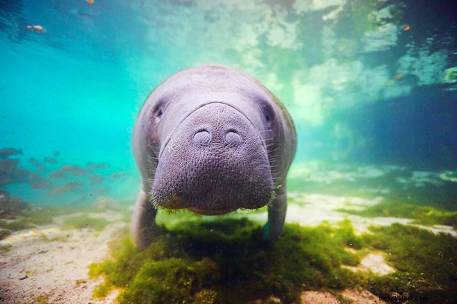 ベン・ヒックスの水中写真はまるで人魚になったかのように魅力的