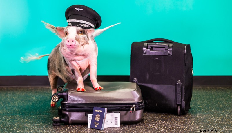 サンフランシスコ国際空港で出会う、愛らしいセラピー・ピッグ「LiLou」