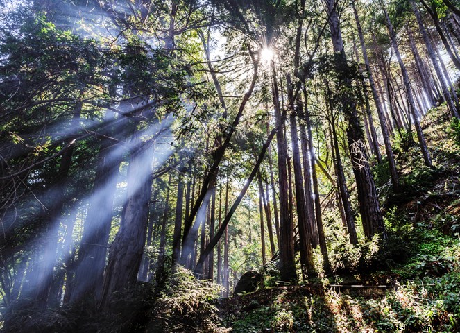 モントレー郡で体験すべき12の瞬間 – カリフォルニアの魅力が凝縮された旅先