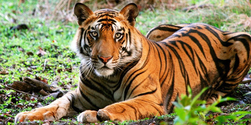 インドで体験できる驚きの17の魅力