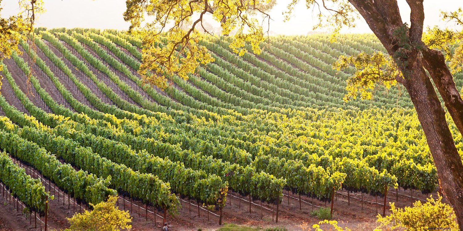 カリフォルニア・ワイン月間：ナパからテメキュラまでの特別割引情報