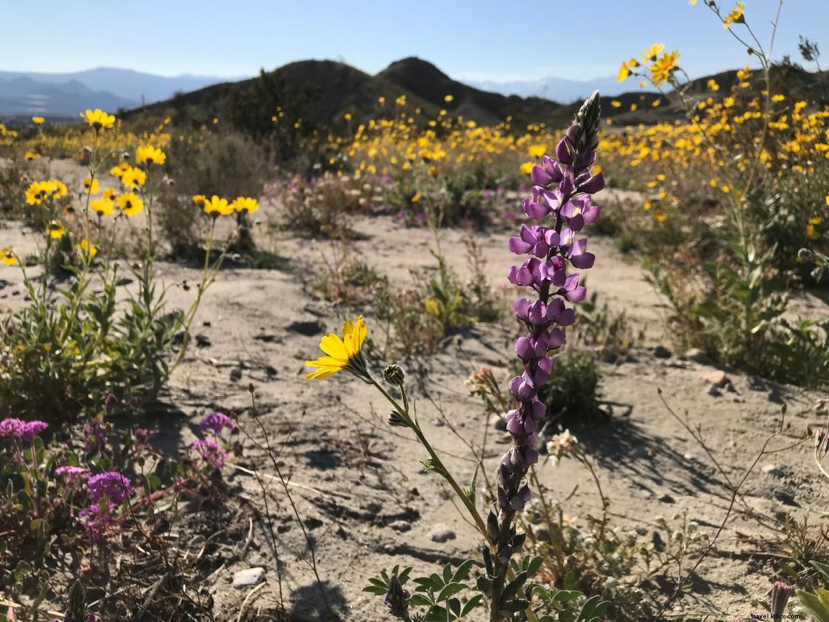 カリフォルニア・スーパーブルーム：グレーターパームスプリングスで野花を観察できるスポット
