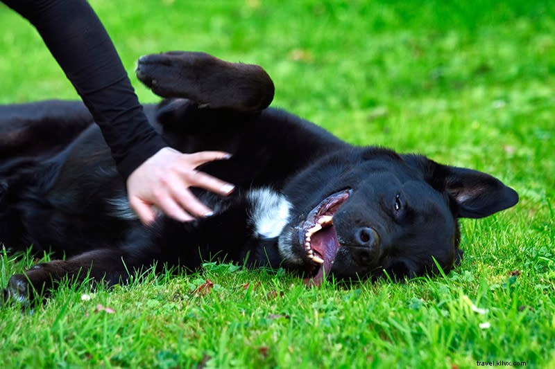 犬を甘やかす!グレーターパームスプリングスのおすすめドッグブティック
