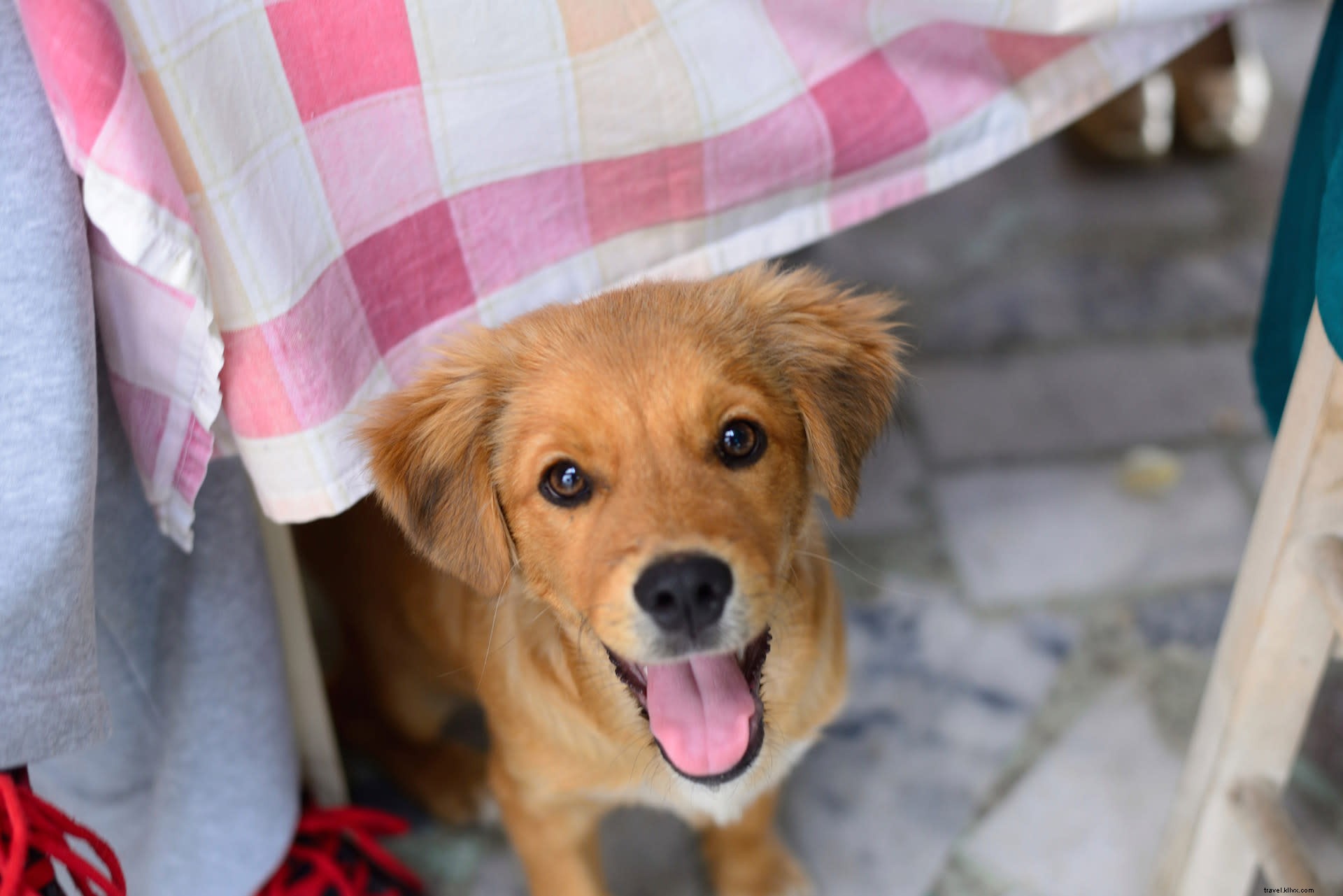 グレーターパームスプリングスで犬と楽しむ最高の逃避プラン