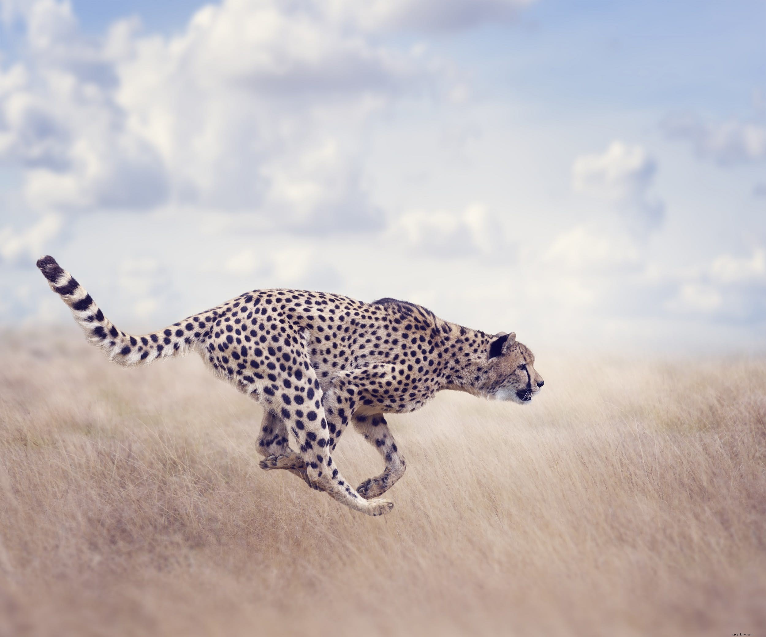 サファリ動物：チーターの物語と観察に最適な場所