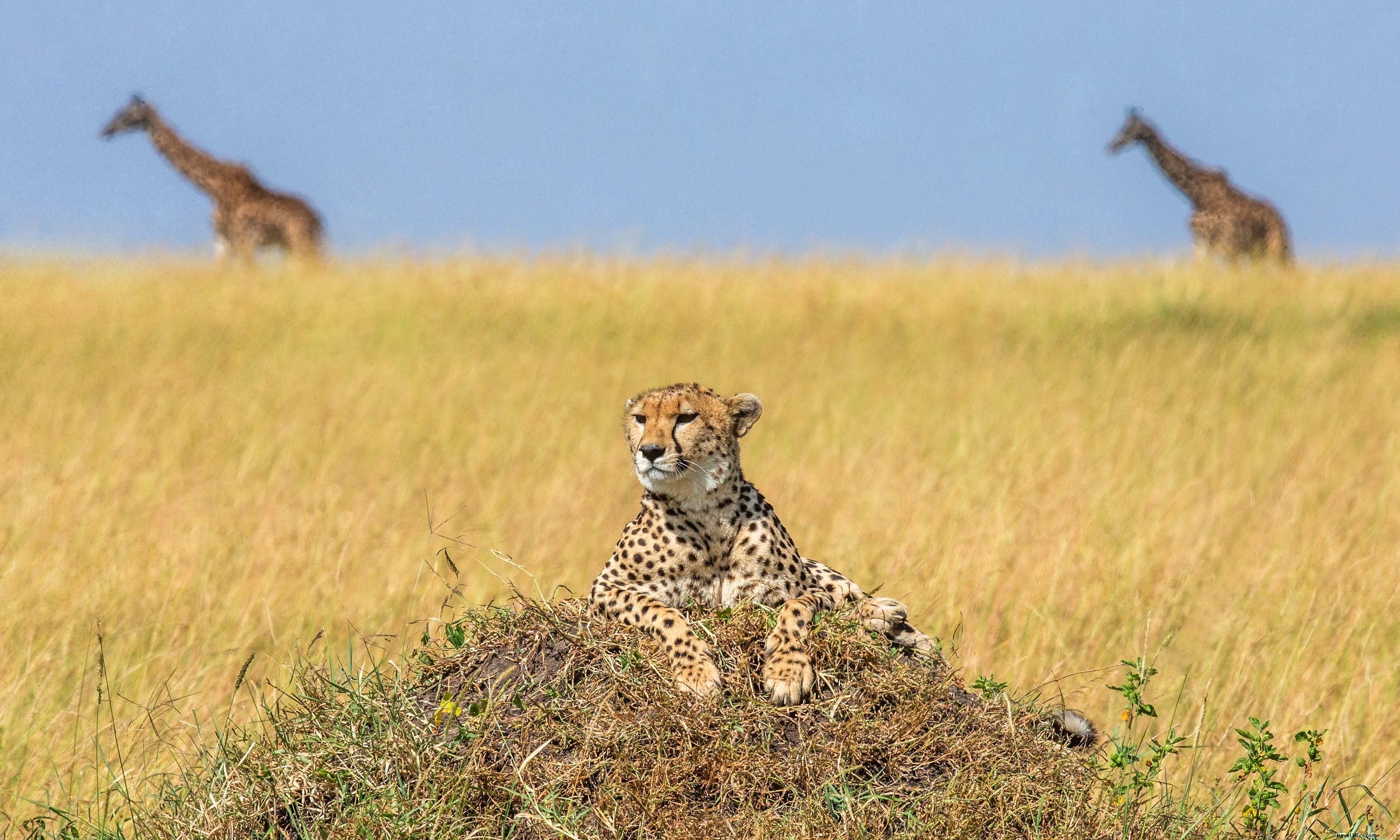 サファリ動物：チーターの物語と観察に最適な場所