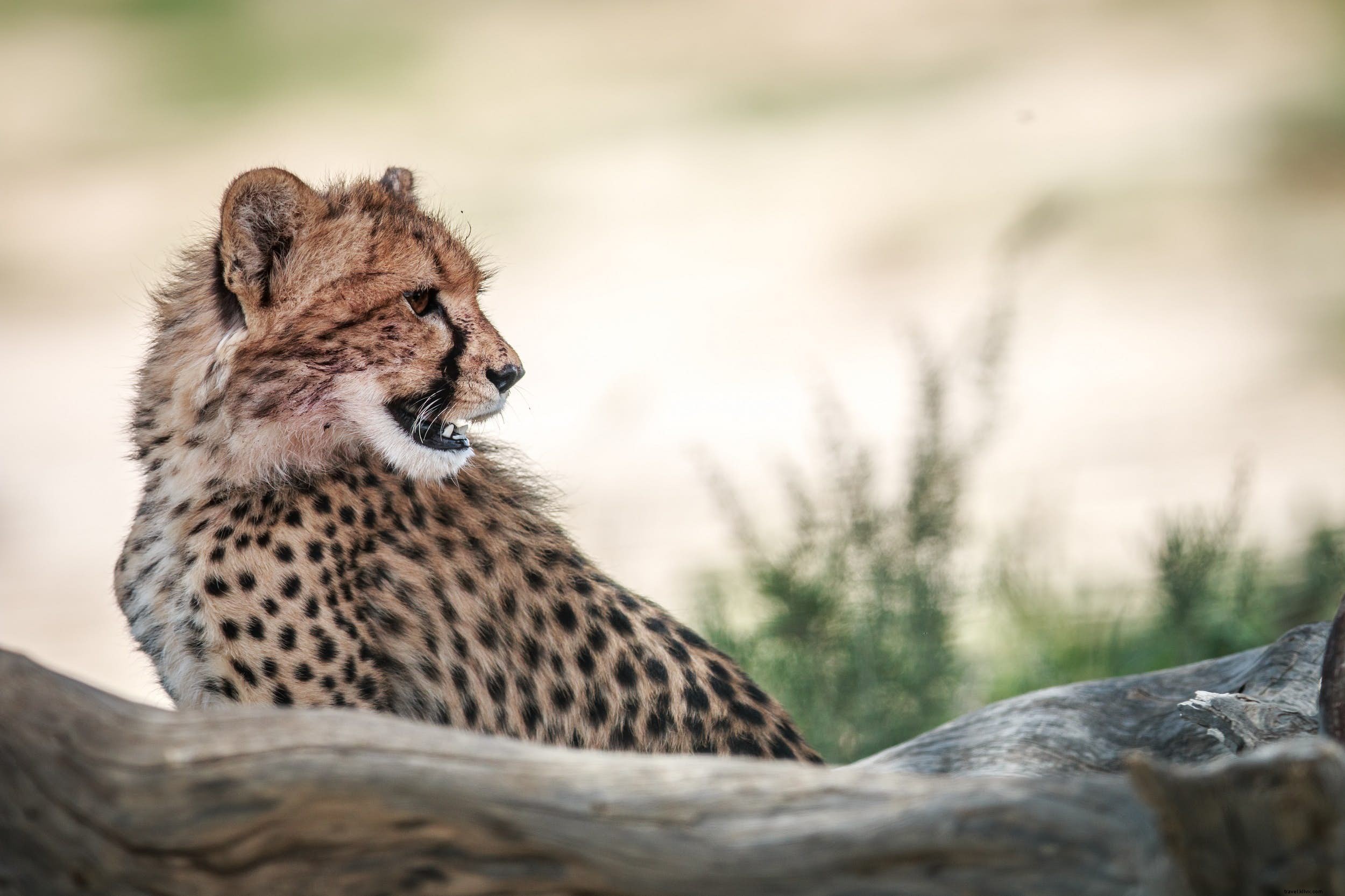 サファリ動物：チーターの物語と観察に最適な場所