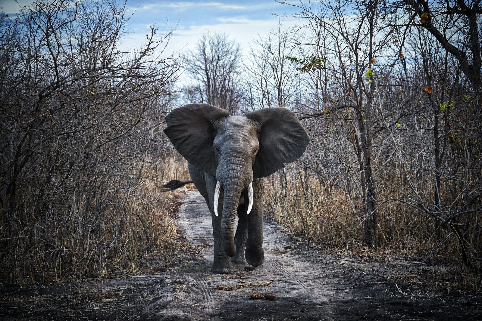 マラウイの野生生物ルネッサンス：African Parks が導く保全の奇跡