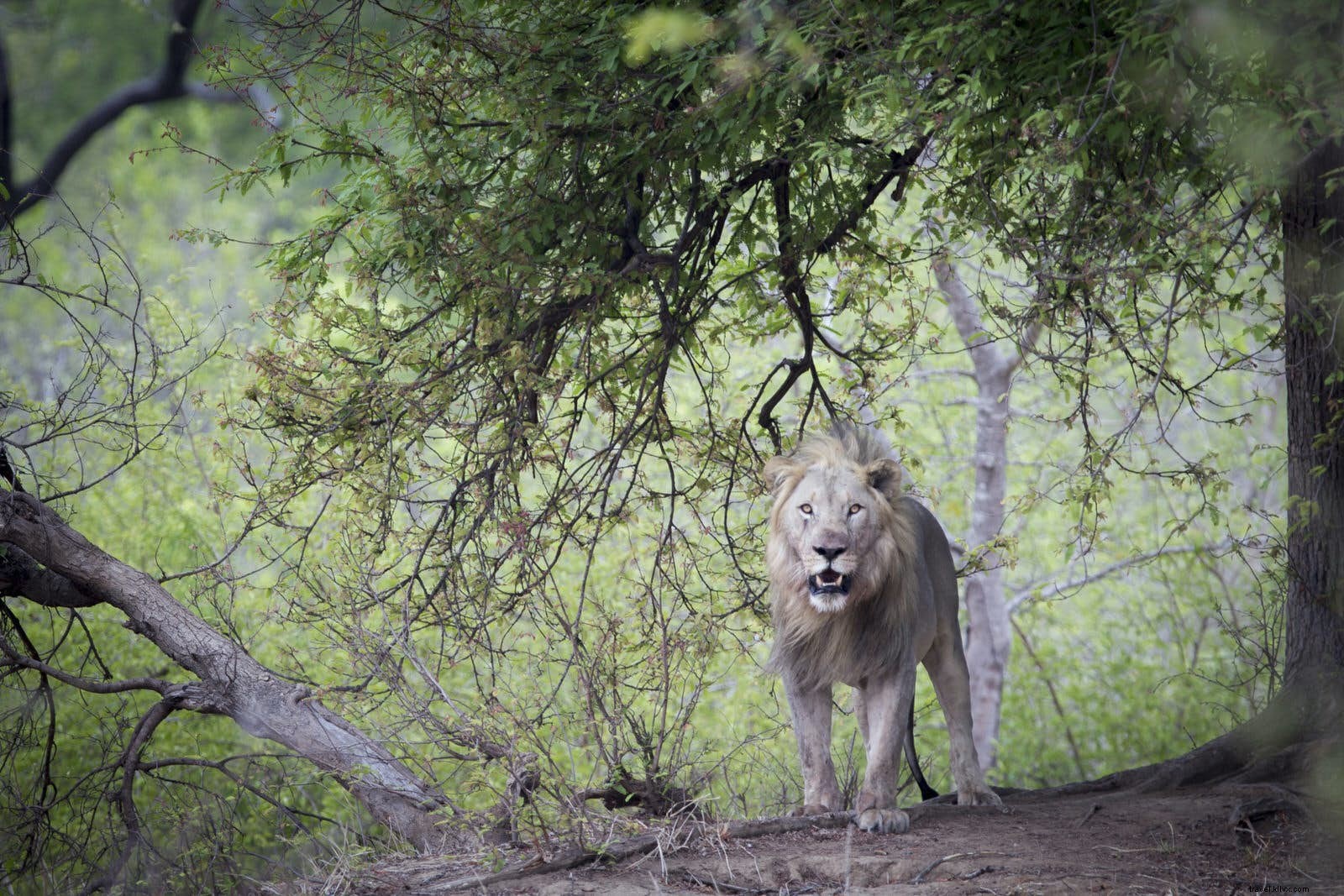 マラウイの野生生物ルネッサンス：African Parks が導く保全の奇跡