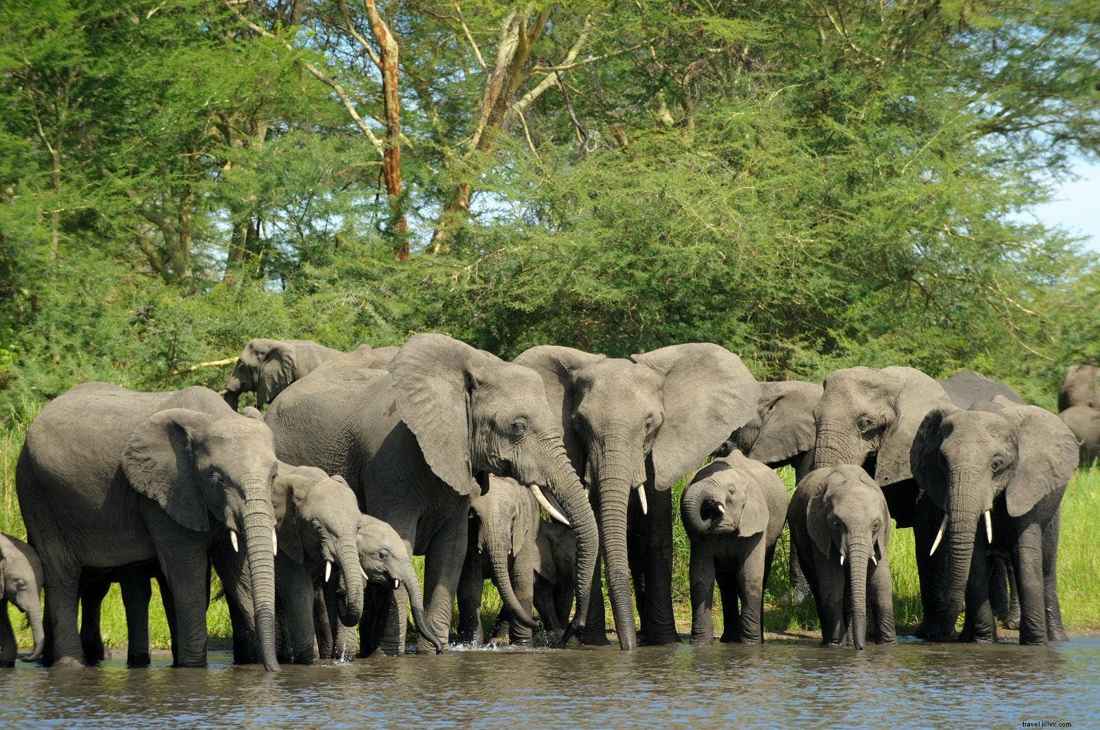 マラウイの野生生物ルネッサンス：African Parks が導く保全の奇跡