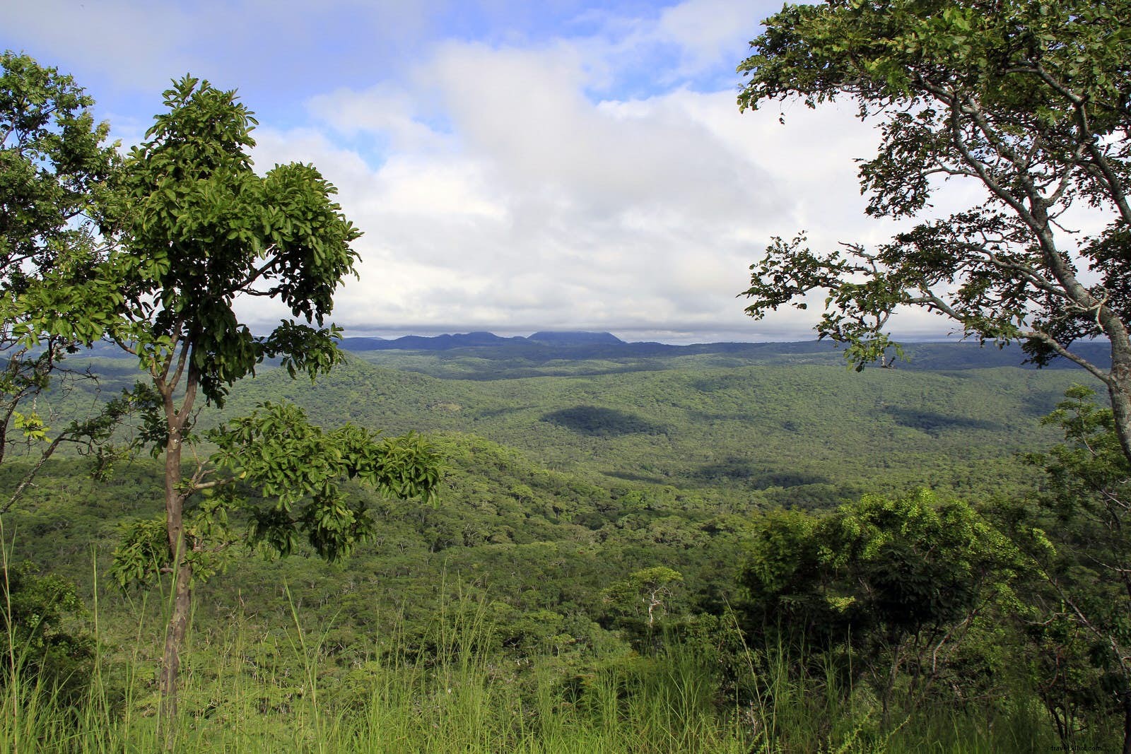 マラウイの野生生物ルネッサンス：African Parks が導く保全の奇跡