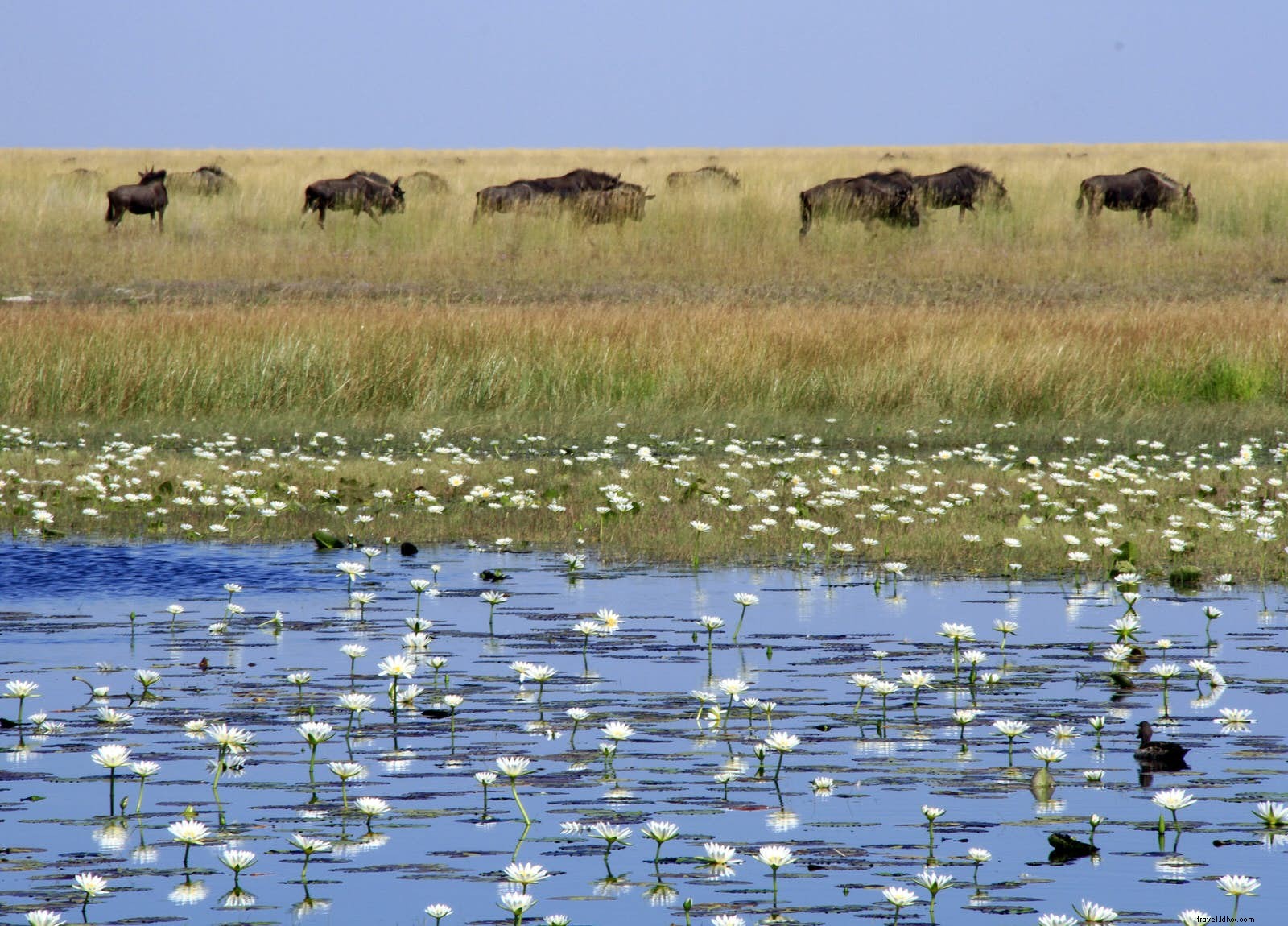 バングウェウル湿地とリウワ平原：ザンビア・サファリの驚き