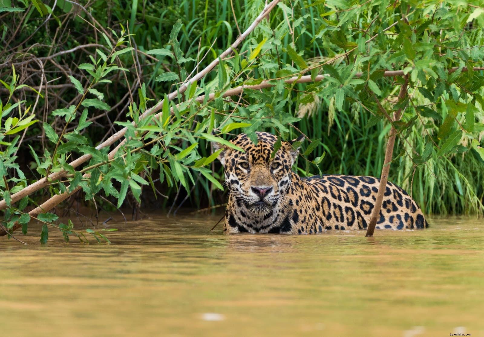 水の世界：野生動物観察に最適な9つの絶景湿地