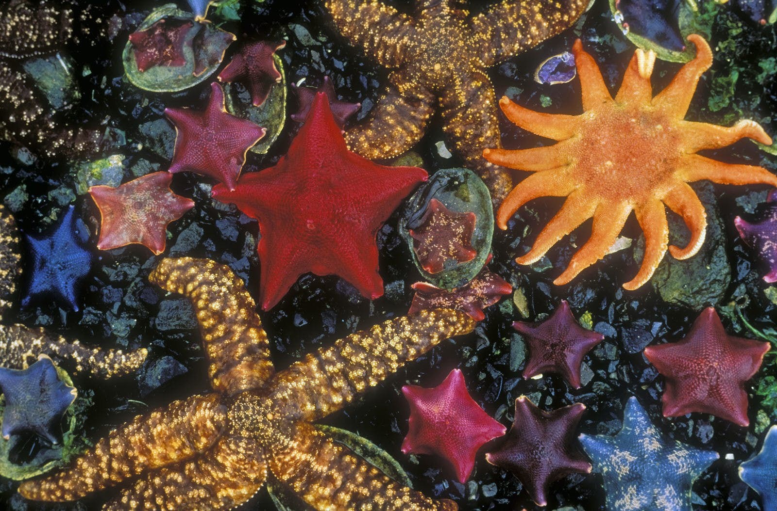 冒険好きのための群島アイランドホッパー完全ガイド
