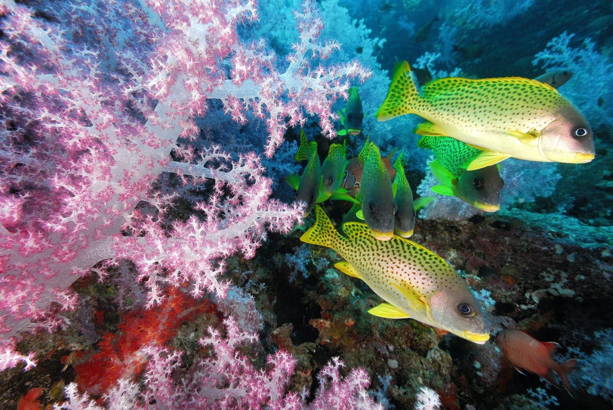 ジブチの海中宝物を探検しよう