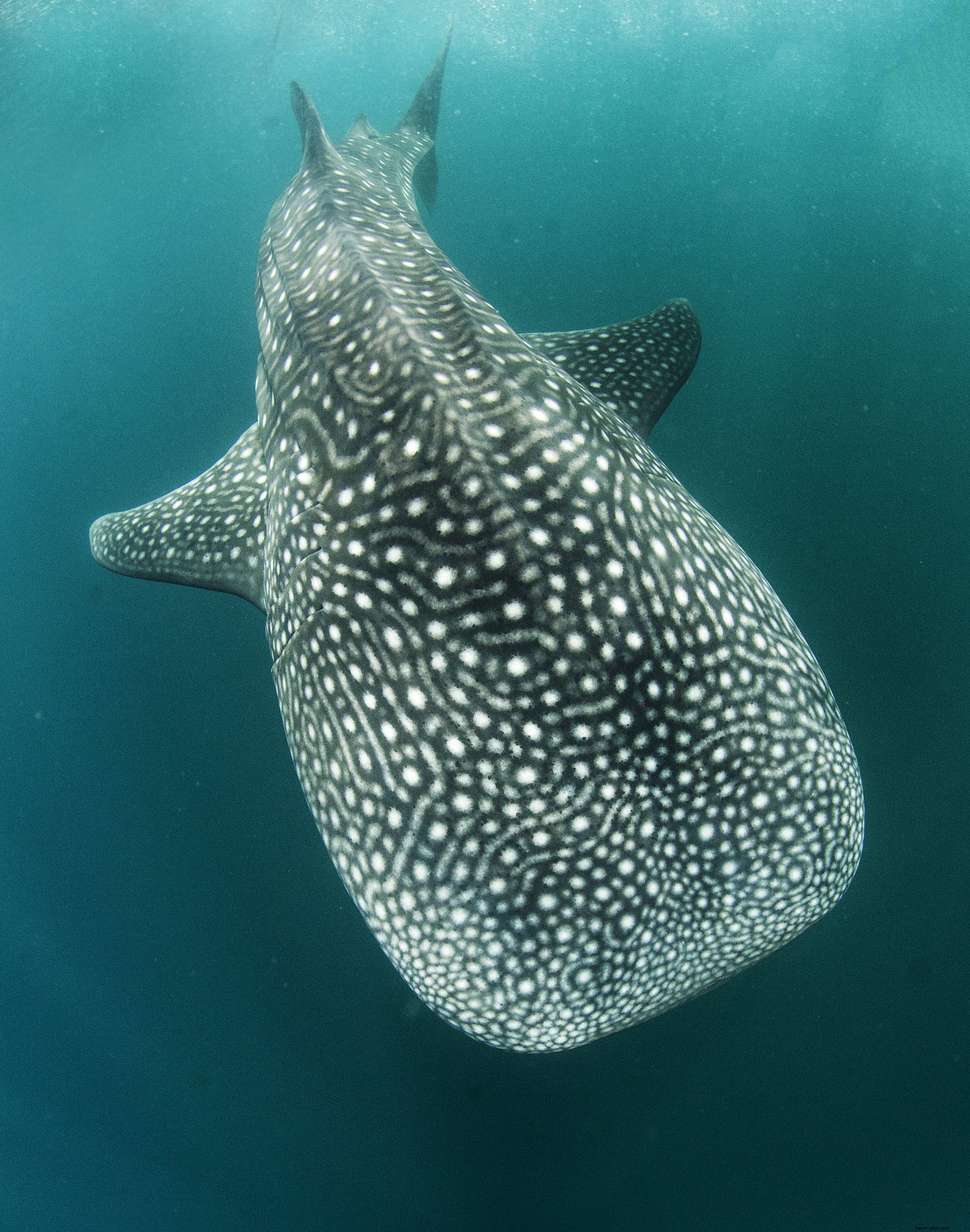 ジブチの海中宝物を探検しよう