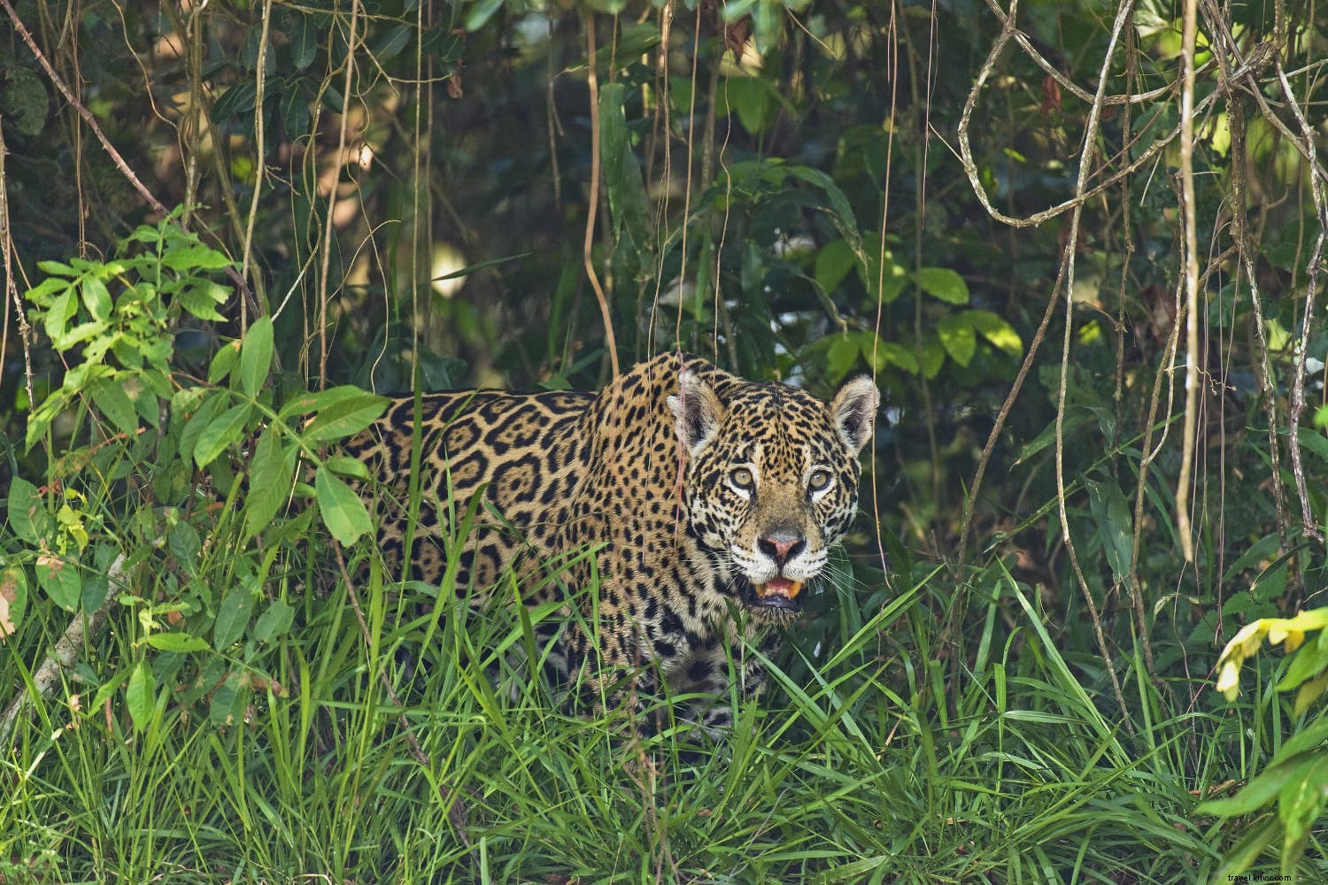 7月に訪れたい野生動物と自然の絶景スポット