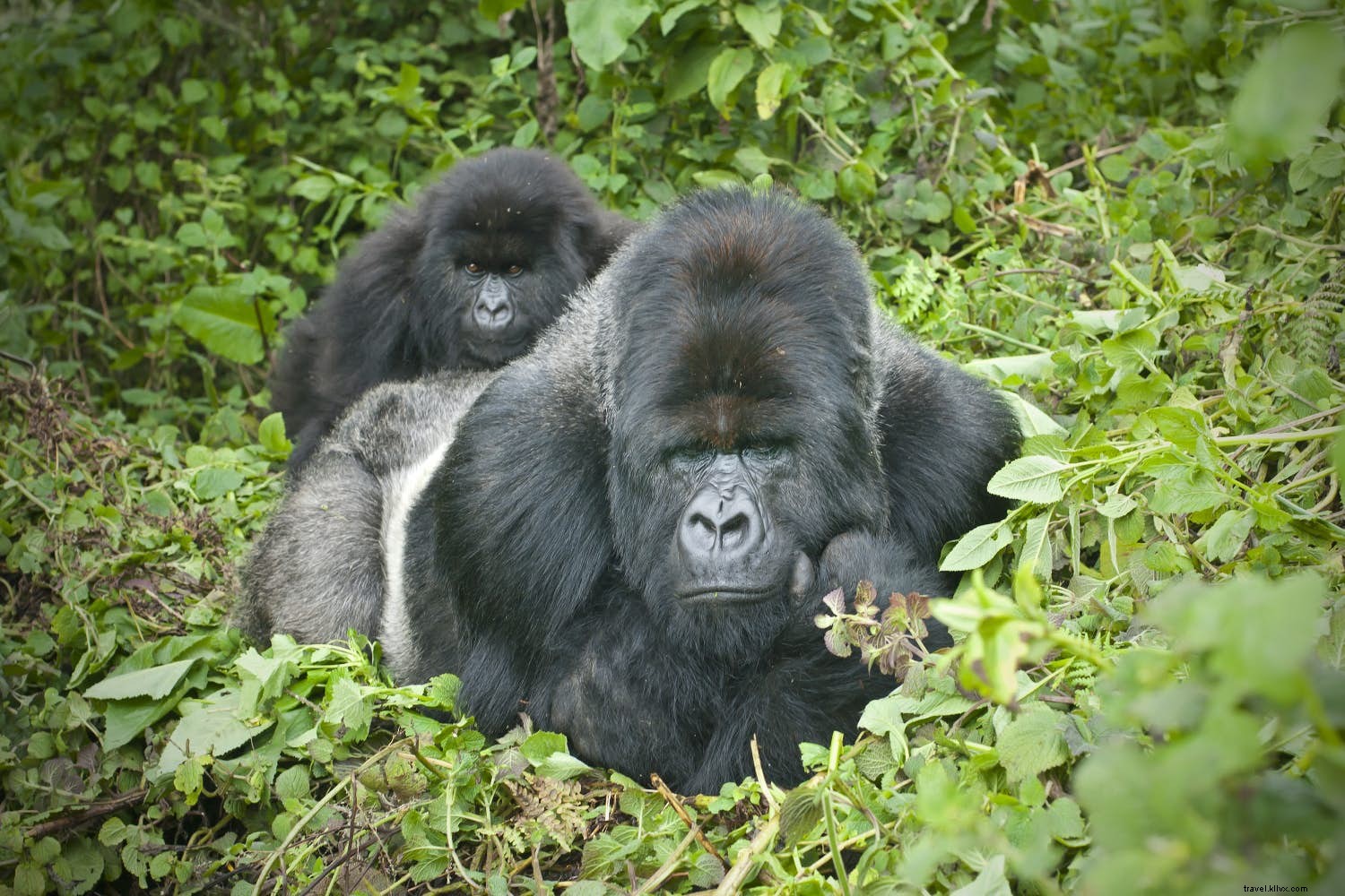 6月に訪れたい野生動物と自然の絶景スポット
