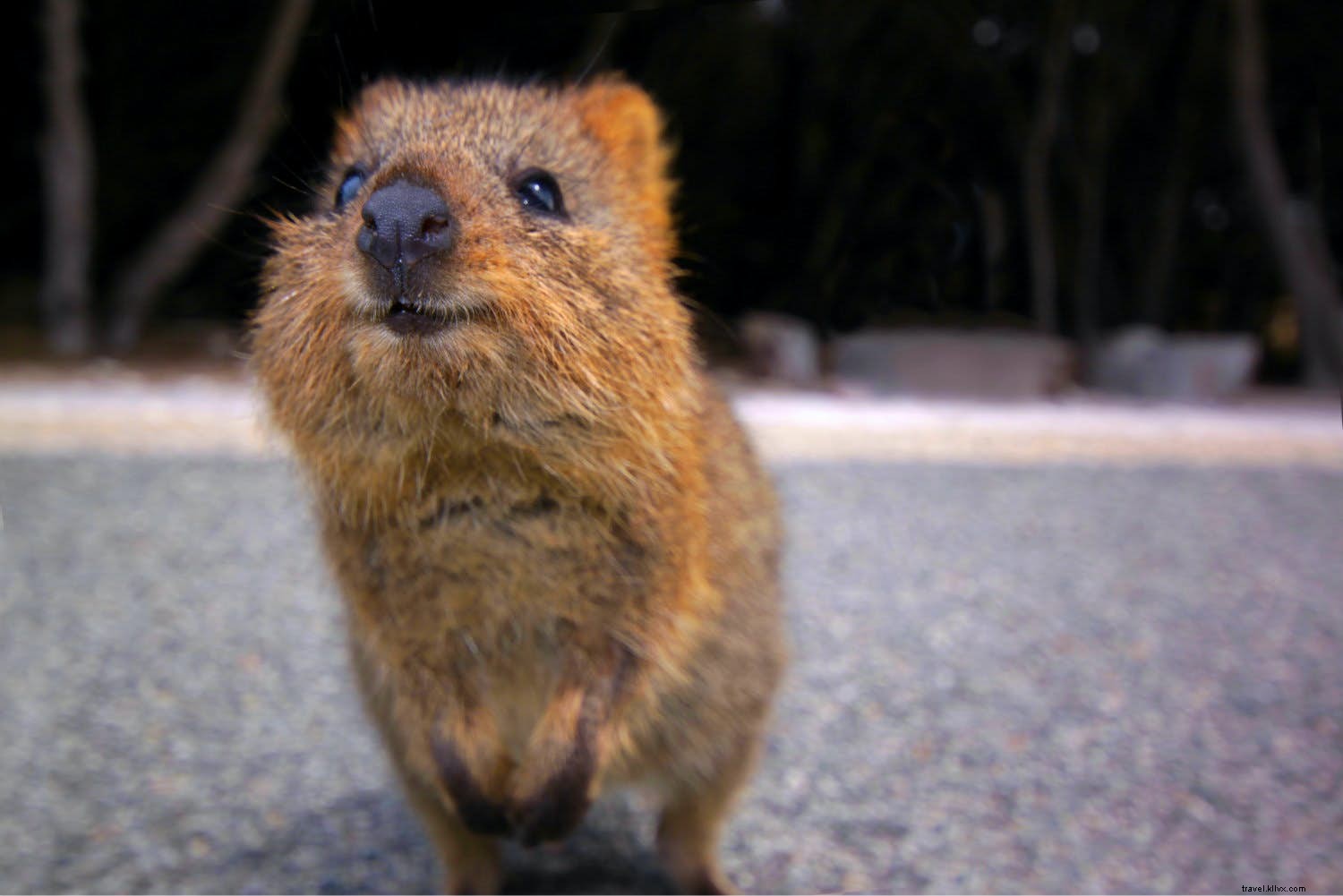 動物が主役の7つの島 – 生き物が支配する楽園ガイド