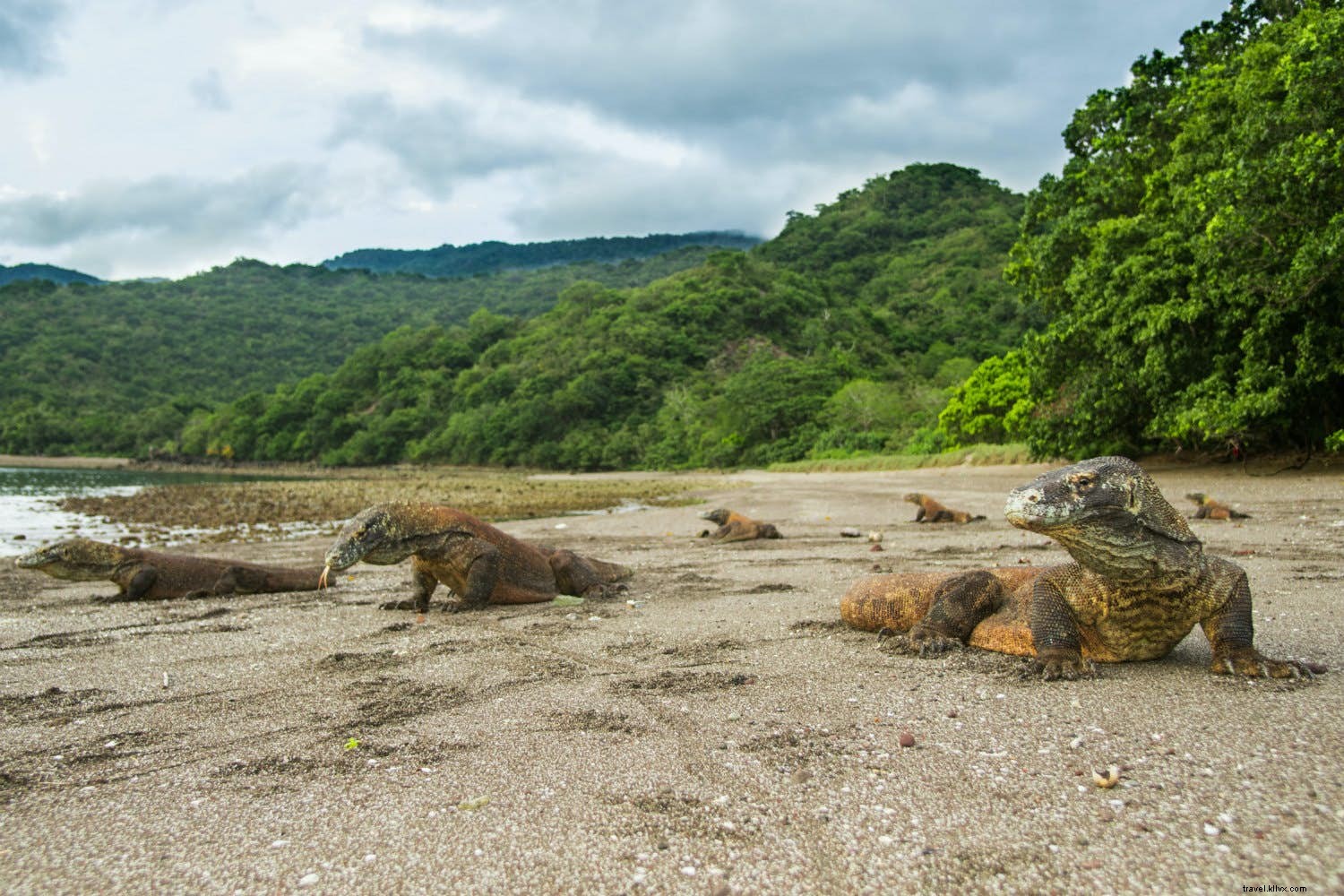 動物が主役の7つの島 – 生き物が支配する楽園ガイド