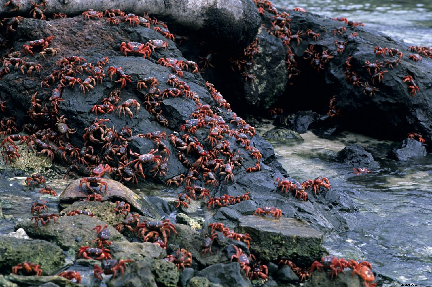動物が主役の7つの島 – 生き物が支配する楽園ガイド
