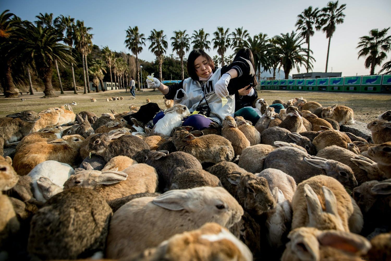 動物が主役の7つの島 – 生き物が支配する楽園ガイド