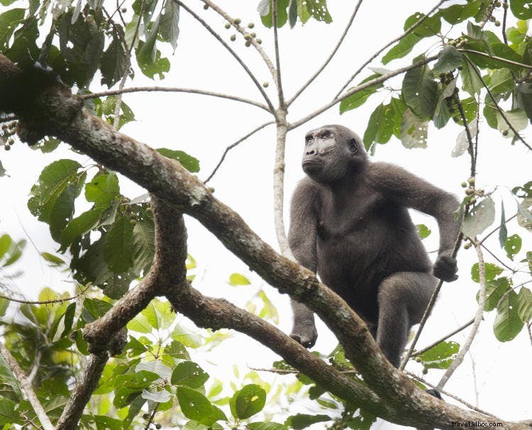 コンゴ共和国の野生動物：かつてないほど身近に