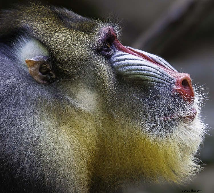 コンゴ共和国の野生動物：かつてないほど身近に