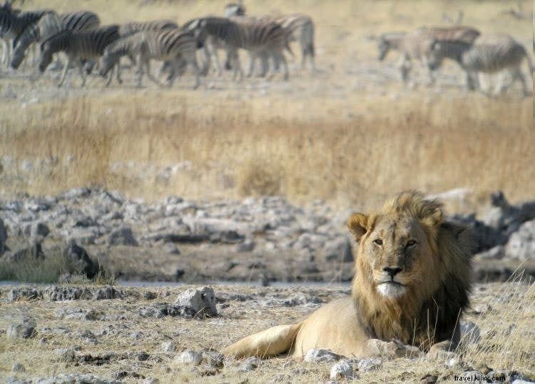 ナミビアのサファリ野生動物：アフリカ最大規模の保護成功例
