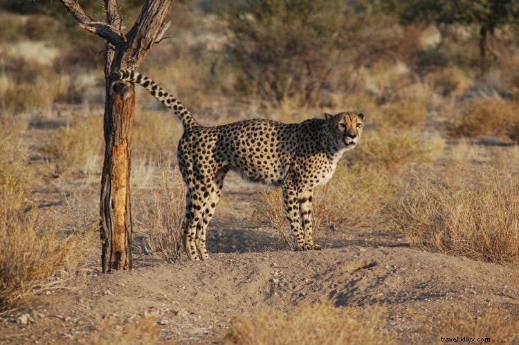 ナミビアのサファリ野生動物：アフリカ最大規模の保護成功例