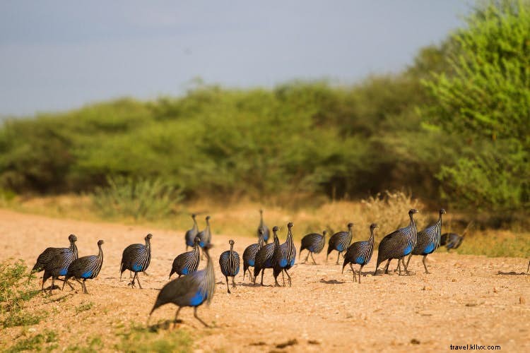 ビッグファイブは忘れて、エチオピアの驚異的な野生生物を探検しよう