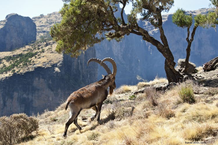 ビッグファイブは忘れて、エチオピアの驚異的な野生生物を探検しよう