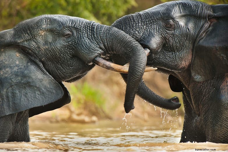 西アフリカのベスト野生動物パーク5選