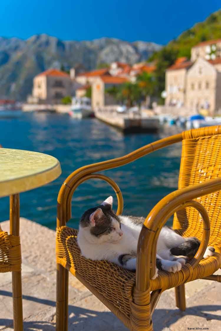 猫好き必見！世界の猫スポット10選