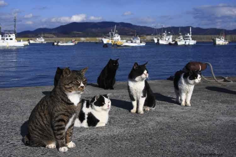 猫好き必見！世界の猫スポット10選