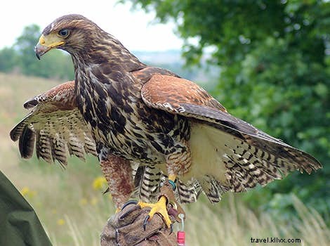 ワイルド・アット・ハート:最高の動物体験