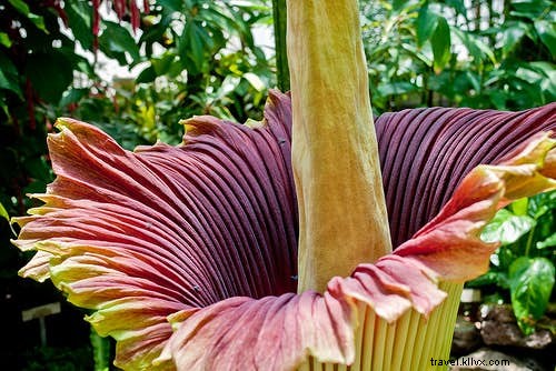 植物学者が案内する世界で最も魅力的な植物