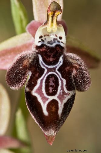植物学者が案内する世界で最も魅力的な植物