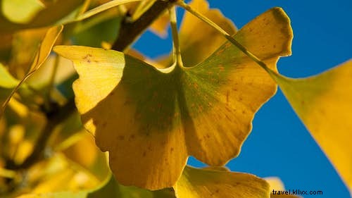 植物学者が案内する世界で最も魅力的な植物