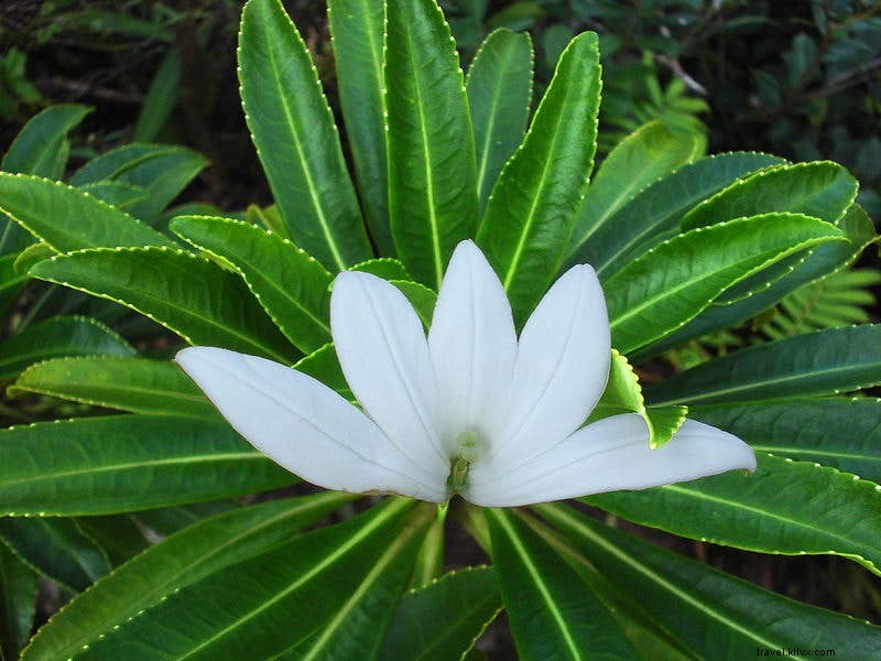 植物学者が案内する世界で最も魅力的な植物