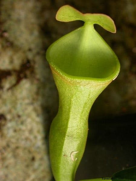 植物学者が案内する世界で最も魅力的な植物