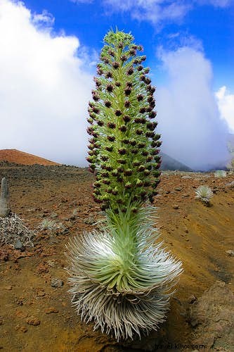 植物学者が案内する世界で最も魅力的な植物