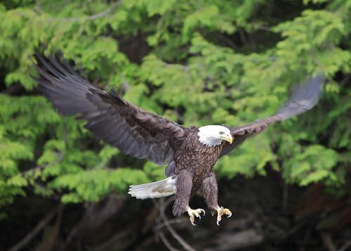 バードウォッチャー必見！世界のトップ10観鳥スポット